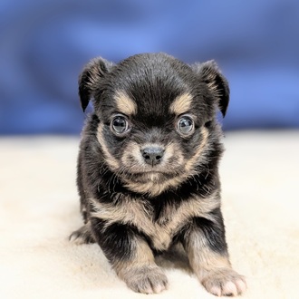 愛知県のチワワ(ロング) (犬の家＆猫の里一宮店/2025年8月27日生まれ/女の子/ブラックタン)の子犬の2枚目の画像