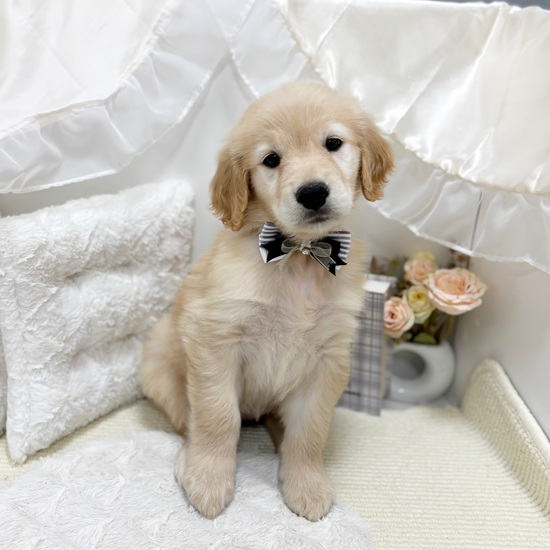 岐阜県のゴールデンレトリバー (犬の家＆猫の里カラフルタウン岐阜店/2025年8月26日生まれ/女の子/ゴールデン)の子犬の2枚目の画像