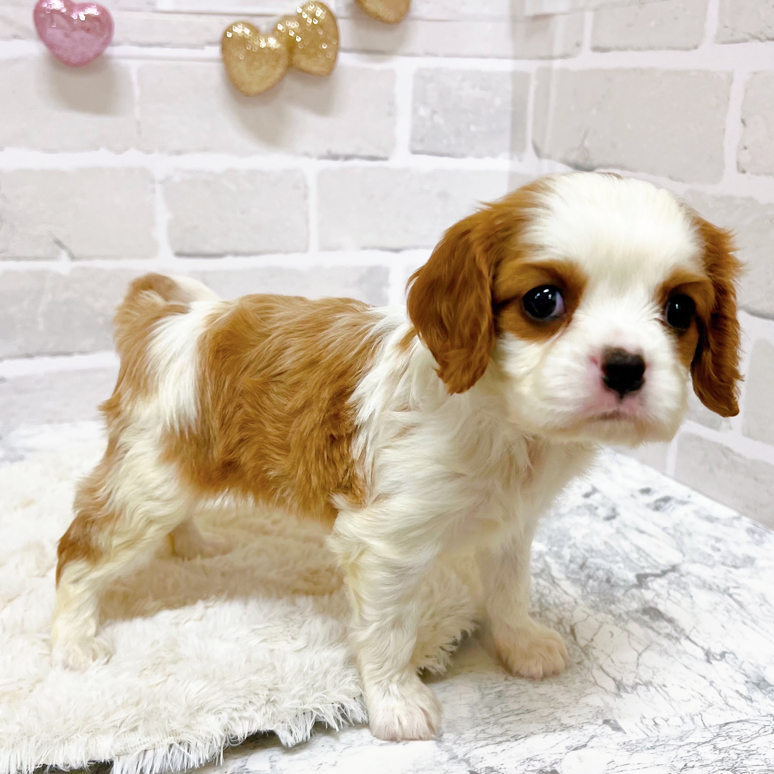 京都府のキャバリアキングチャールズスパニエル (犬の家＆猫の里京都精華店/2025年8月26日生まれ/男の子/ブレンハイム)の子犬の2枚目の画像