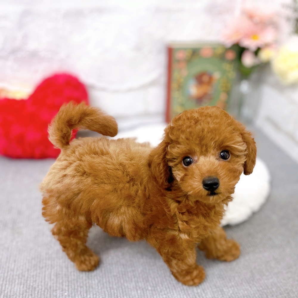 京都府のトイプードル(トイ) (犬の家＆猫の里京都樟葉店/2025年8月24日生まれ/女の子/レッドフォーン)の子犬の2枚目の画像