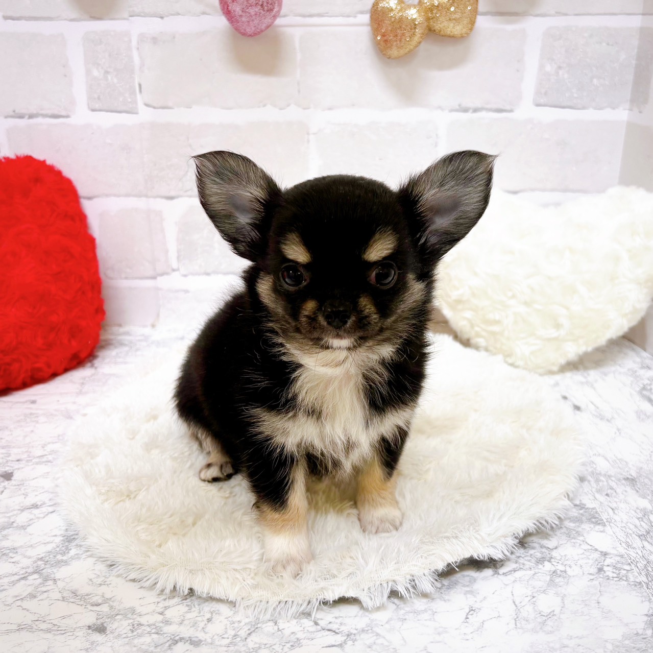 京都府のチワワ(ロング) (犬の家＆猫の里京都精華店/2025年8月25日生まれ/男の子/ブラックタンホワイト)の子犬の2枚目の画像