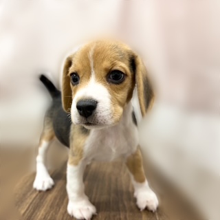 兵庫県のビーグル (犬の家&猫の里カナート西神戸店/2025年8月28日生まれ/女の子/ブラックタンホワイト)の子犬の2枚目の画像