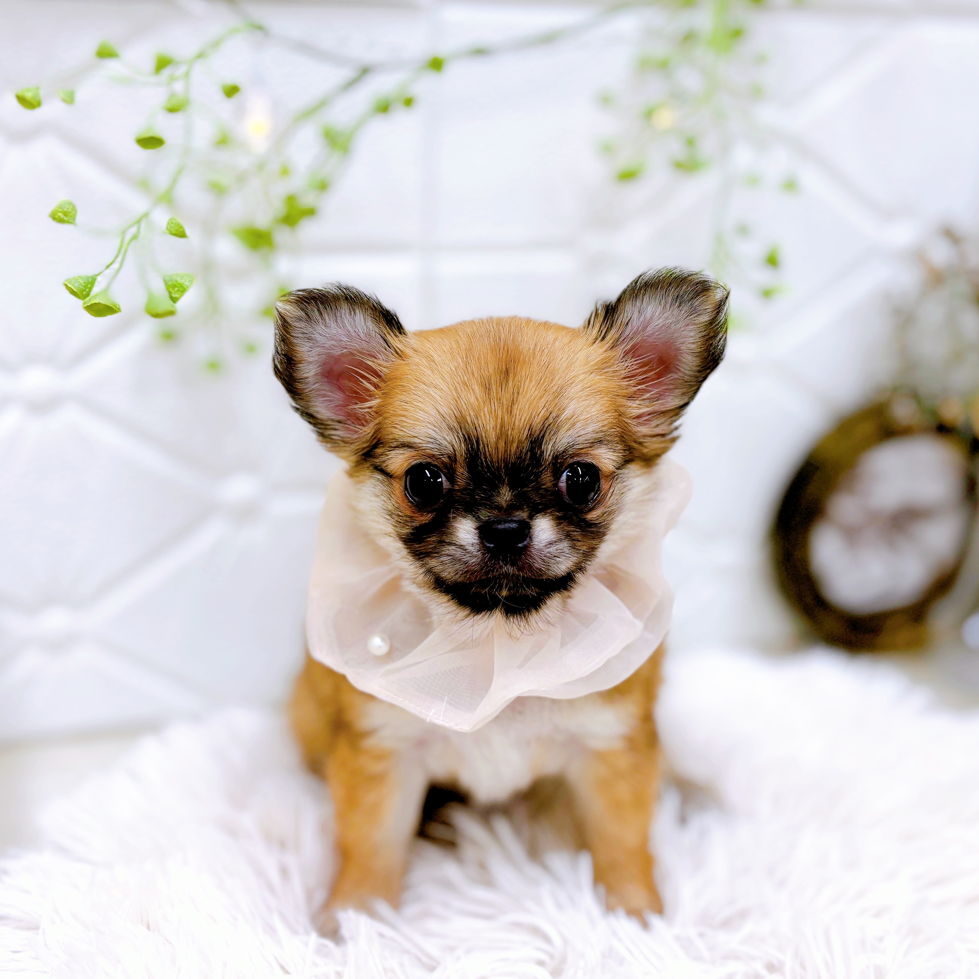 福井県のチワワ(ロング) (犬の家＆猫の里アミーゴ福井店/2025年8月23日生まれ/女の子/レッド)の子犬の1枚目の画像