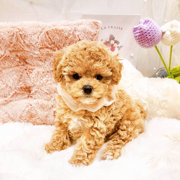 福井県のマルプー(マルチーズ×プードル) (犬の家＆猫の里福井店/2025年8月27日生まれ/女の子/アプリコット)の子犬の2枚目の画像