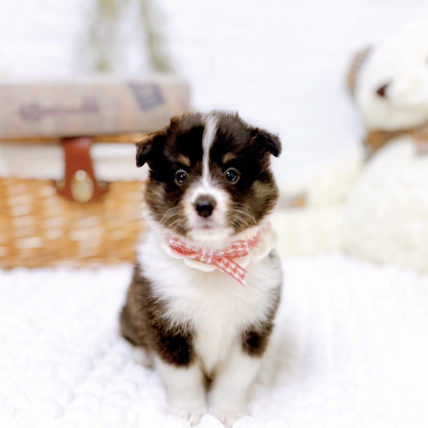 滋賀県のシェットランドシープドッグ (犬の家＆猫の里近江八幡店/2025年8月28日生まれ/女の子/ブラックタンホワイト)の子犬の1枚目の画像