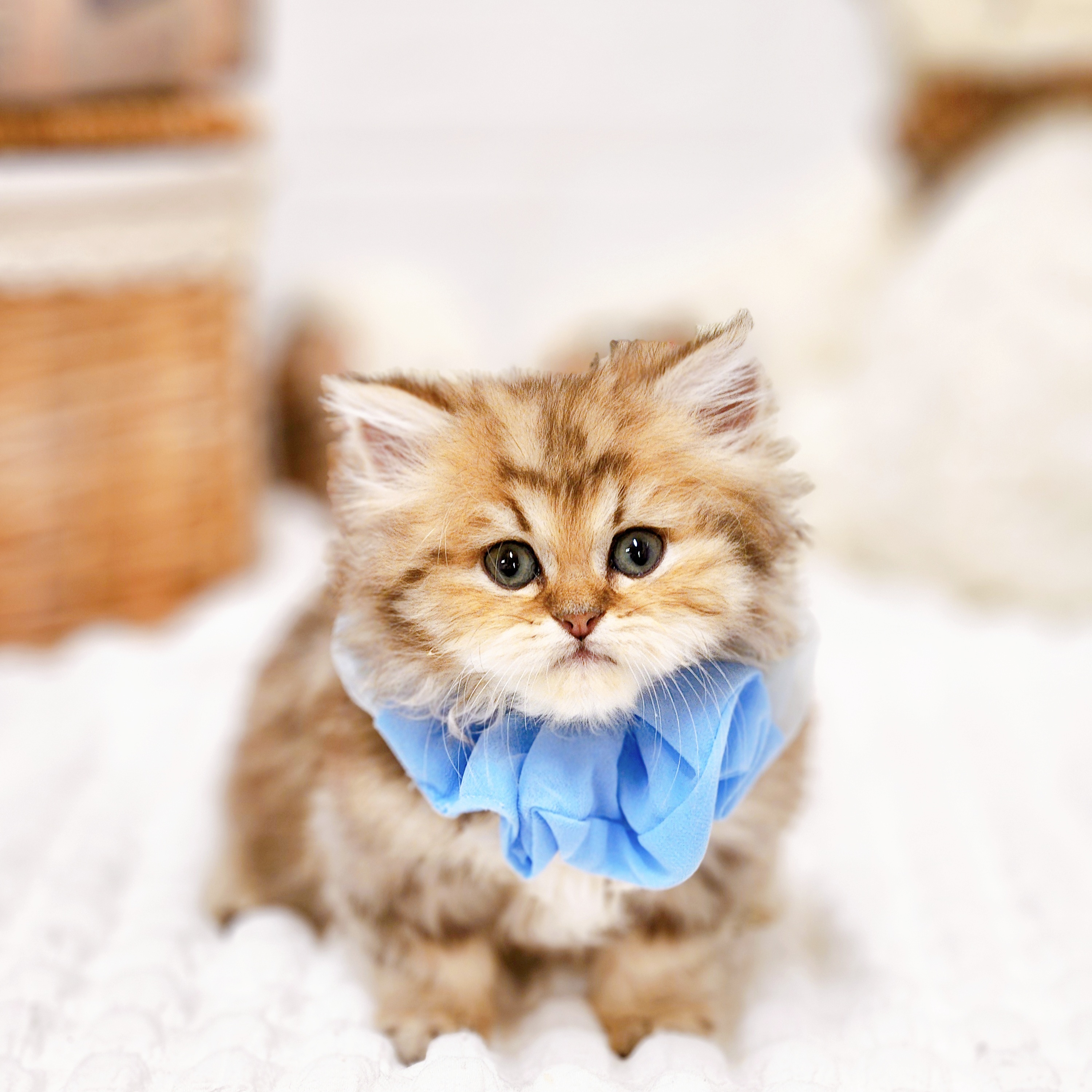 滋賀県のペルシャ (犬の家＆猫の里近江八幡店/2025年8月26日生まれ/男の子/チンチラゴールデン)の子猫の1枚目の画像