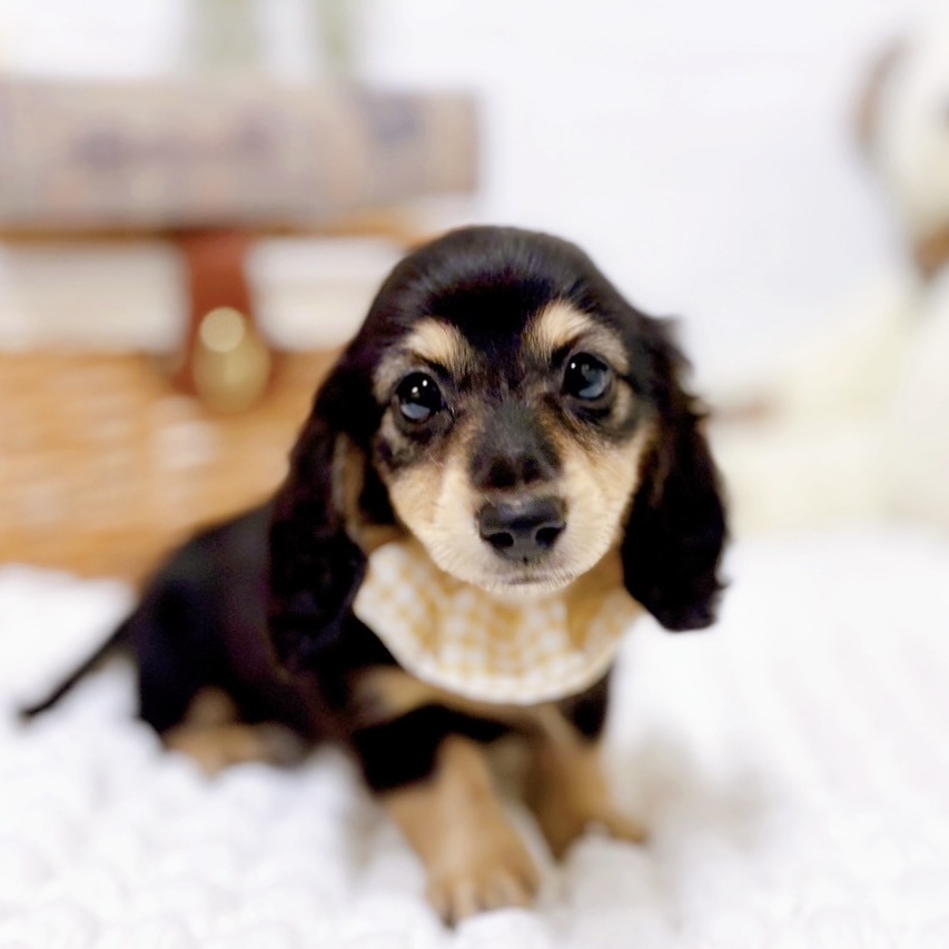 滋賀県のミニチュアダックスフンド(ロング) (犬の家＆猫の里近江八幡店/2025年8月27日生まれ/女の子/ブラックイエロー)の子犬の1枚目の画像