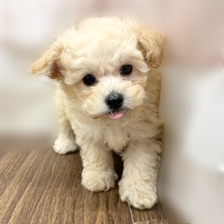 兵庫県のビションプー(ビションフリーゼ×プードル) (犬の家&猫の里カナート西神戸店/2025年8月28日生まれ/男の子/クリーム)の子犬の2枚目の画像