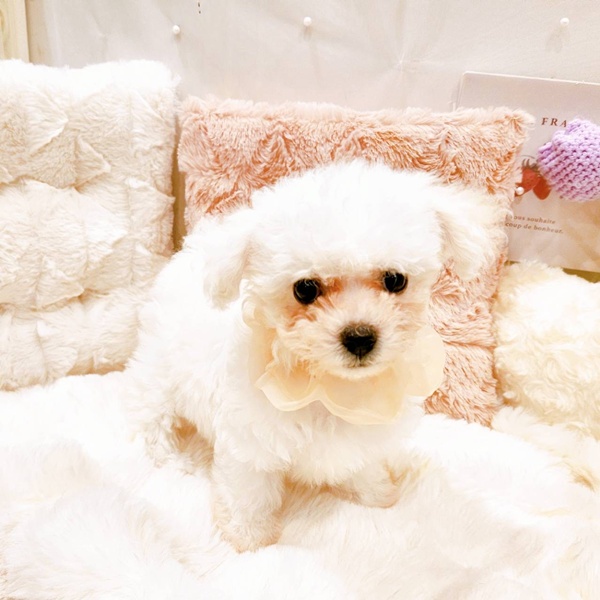 福井県のビションフリーゼ (犬の家＆猫の里福井店/2025年8月23日生まれ/女の子/ホワイト)の子犬の1枚目の画像