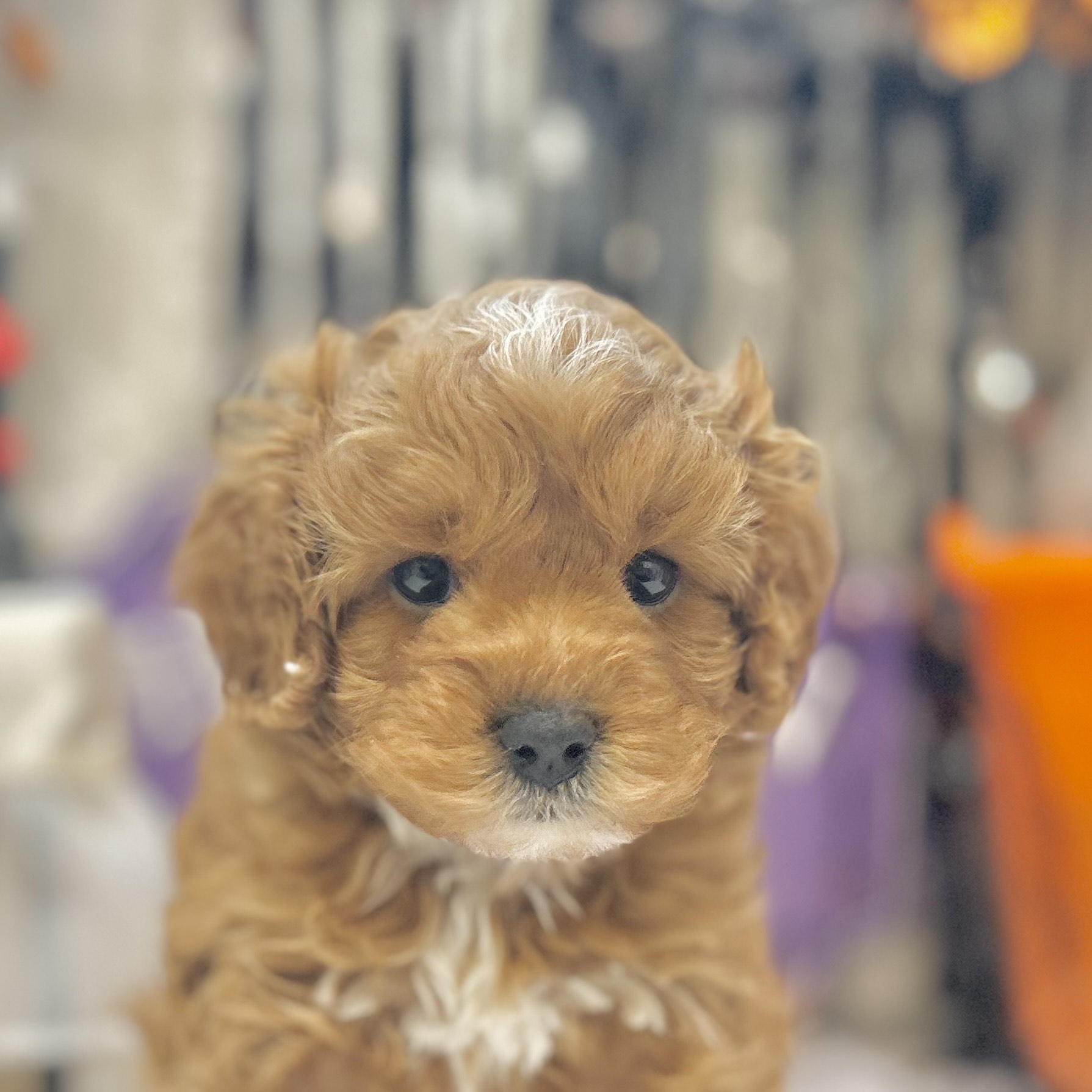 岡山県のキャバプー(キャバリア×プードル) (犬の家＆猫の里倉敷店/2025年8月29日生まれ/男の子/レッドホワイト)の子犬の1枚目の画像