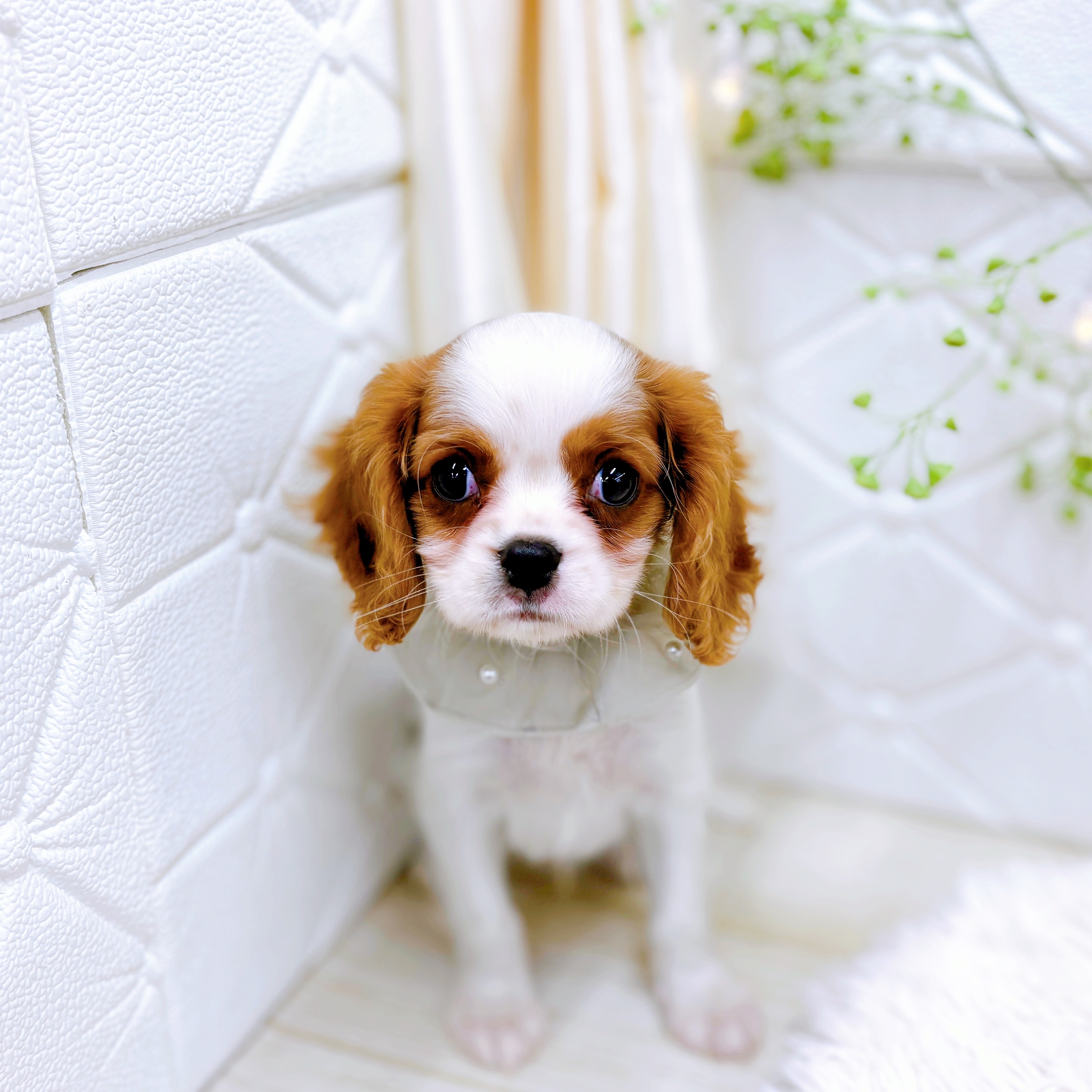 福井県のキャバリアキングチャールズスパニエル (犬の家＆猫の里アミーゴ福井店/2025年8月28日生まれ/男の子/ブレンハイム)の子犬の1枚目の画像