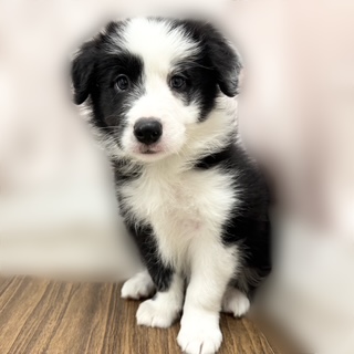 兵庫県のボーダーコリー (犬の家＆猫の里カナート西神戸店/2025年8月29日生まれ/男の子/ブラックホワイト)の子犬の1枚目の画像