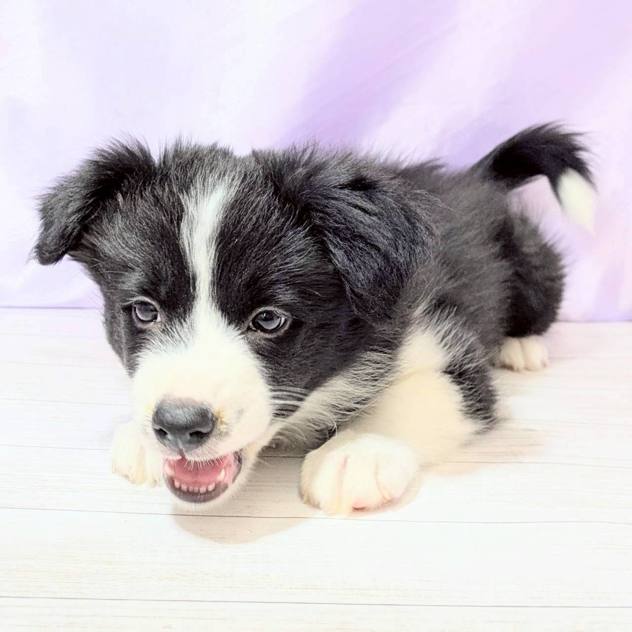 兵庫県のボーダーコリー (犬の家＆猫の里尼崎店/2025年8月29日生まれ/女の子/ブラックホワイト)の子犬の2枚目の画像