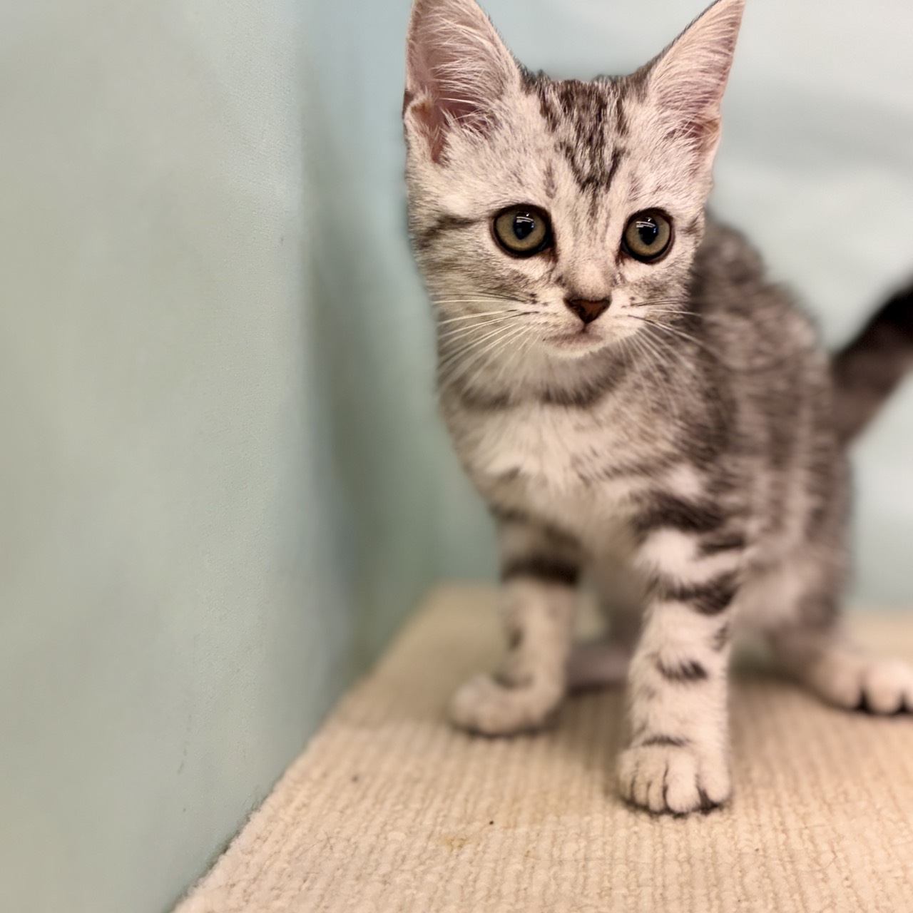 愛知県のアメリカンショートヘアー (犬の家＆猫の里春日井本店/2025年8月28日生まれ/女の子/シルバータビー)の子猫の2枚目の画像