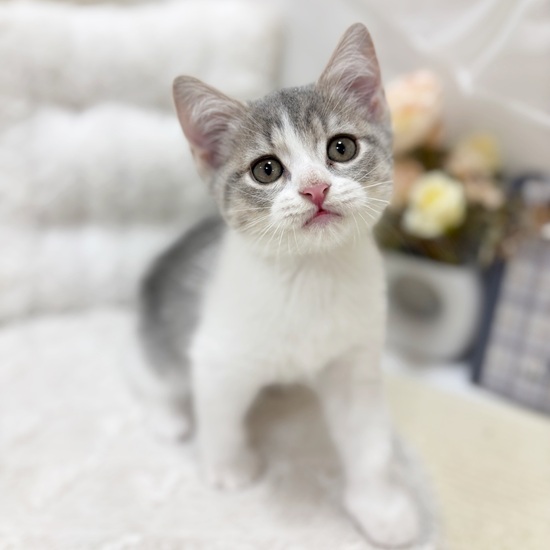 岐阜県のスコティッシュストレート (犬の家＆猫の里カラフルタウン岐阜店/2025年8月29日生まれ/男の子/ブルータビーホワイト)の子猫の1枚目の画像