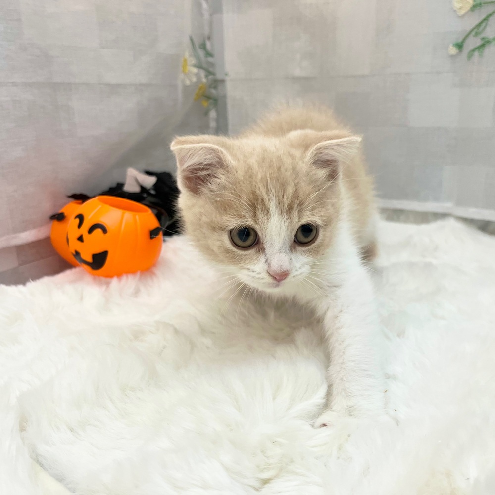 静岡県のスコティッシュフォールド (犬の家＆猫の里MEGAドン・キホーテ袋井店/2025年8月29日生まれ/男の子/クリームタビーホワイト)の子猫の2枚目の画像