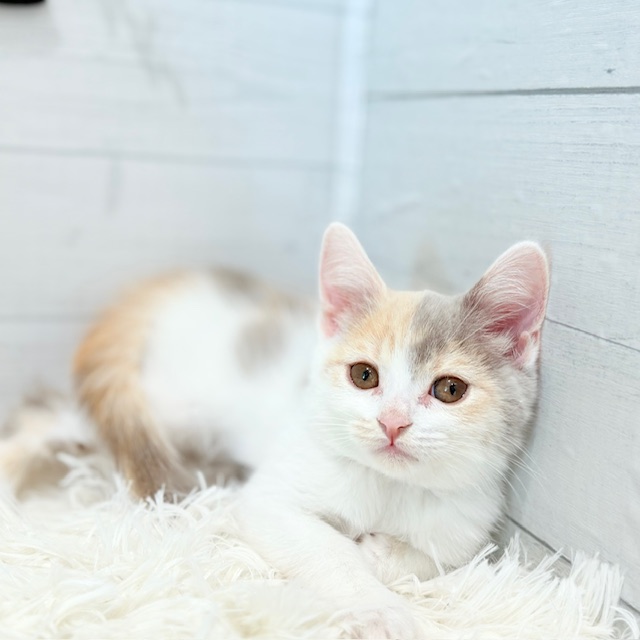 愛知県のスコティッシュストレート (犬の家＆猫の里豊田店/2025年8月29日生まれ/女の子/ライラックパッチドタビー＆ホワイト)の子猫の2枚目の画像