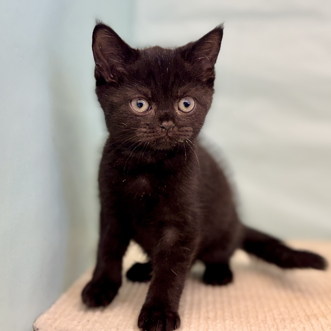 愛知県のブリティッシュショートヘアー (犬の家＆猫の里春日井本店/2025年8月29日生まれ/男の子/ブラック)の子猫の2枚目の画像