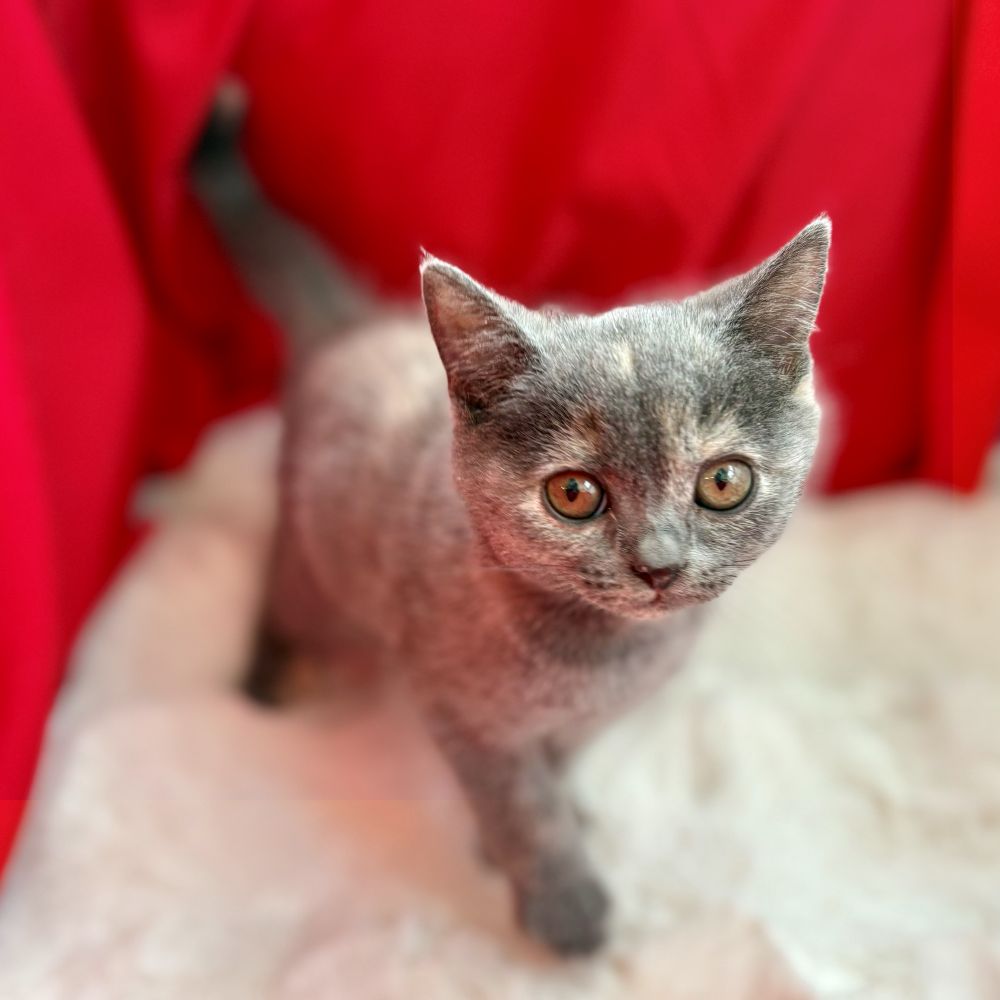 愛知県のブリティッシュショートヘアー (犬の家＆猫の里愛知刈谷店/2025年8月29日生まれ/女の子/ブルークリーム)の子猫の1枚目の画像