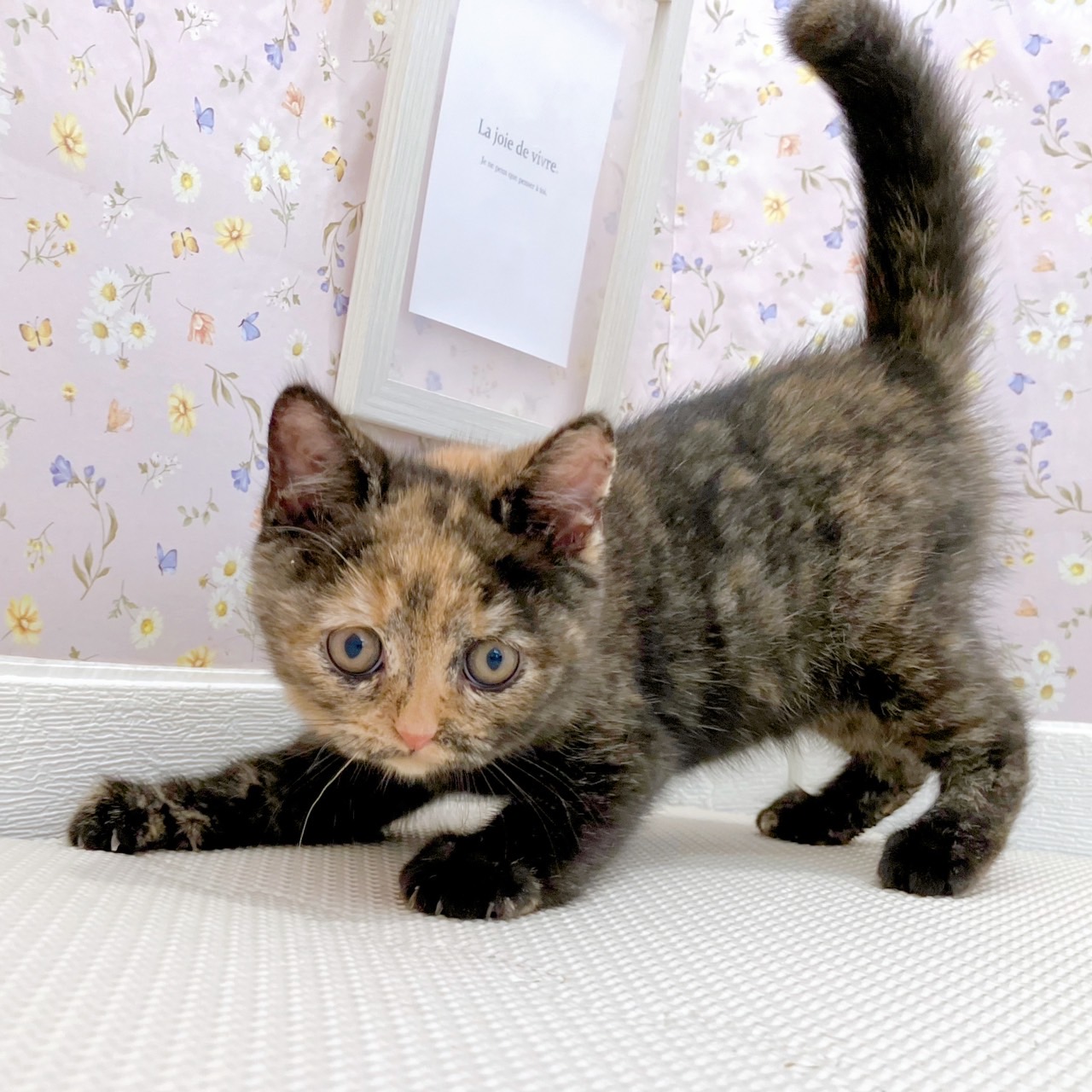 石川県のブリティッシュショートヘアー (犬の家＆猫の里金沢店/2025年8月29日生まれ/女の子/トーティーシェル)の子猫の2枚目の画像