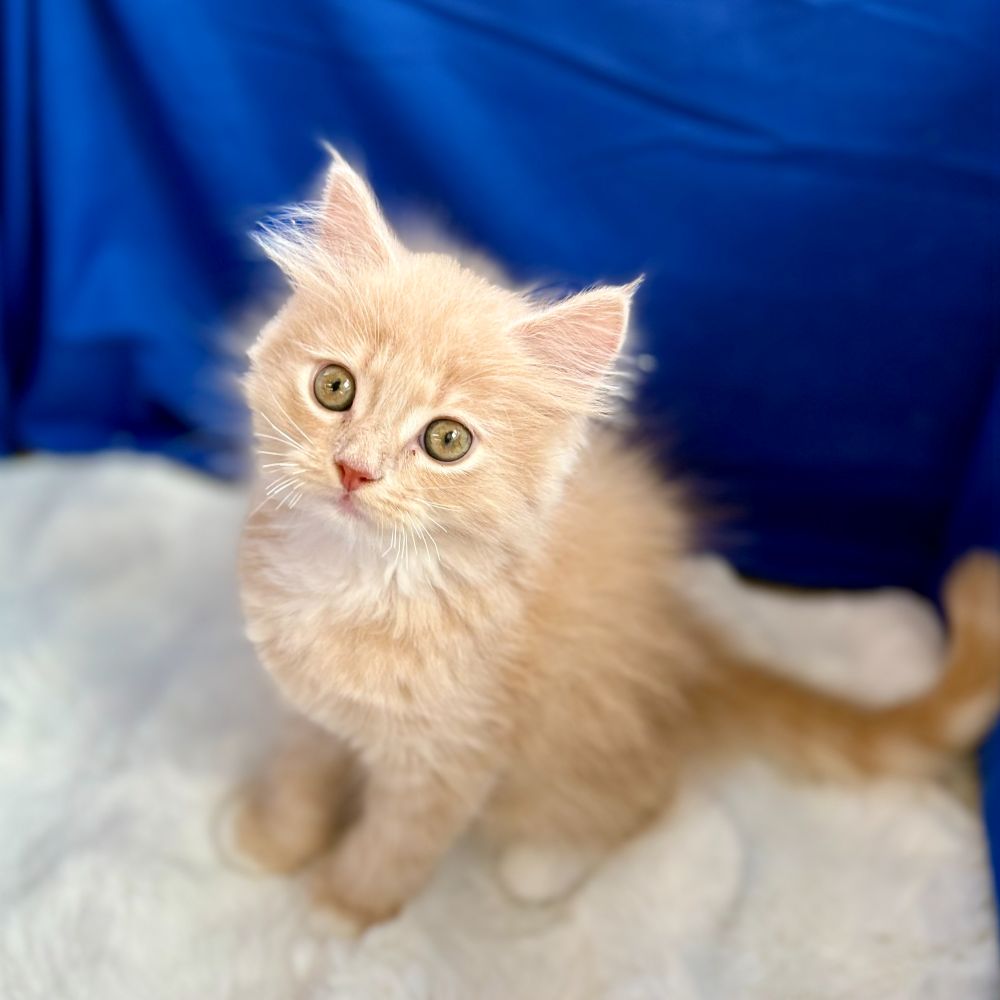 愛知県のサイベリアン (犬の家＆猫の里愛知刈谷店/2025年8月27日生まれ/男の子/クリームタビーホワイト)の子猫の1枚目の画像