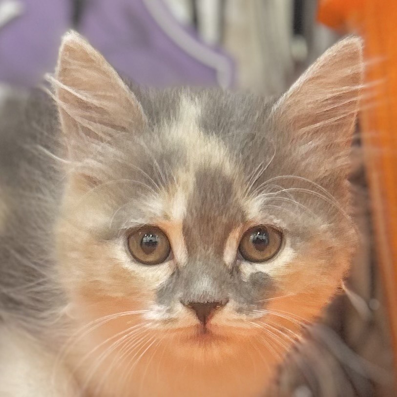 岡山県のサイベリアン (犬の家＆猫の里倉敷店/2025年8月27日生まれ/女の子/ブルーパッチドタビーホワイト)の子猫の2枚目の画像