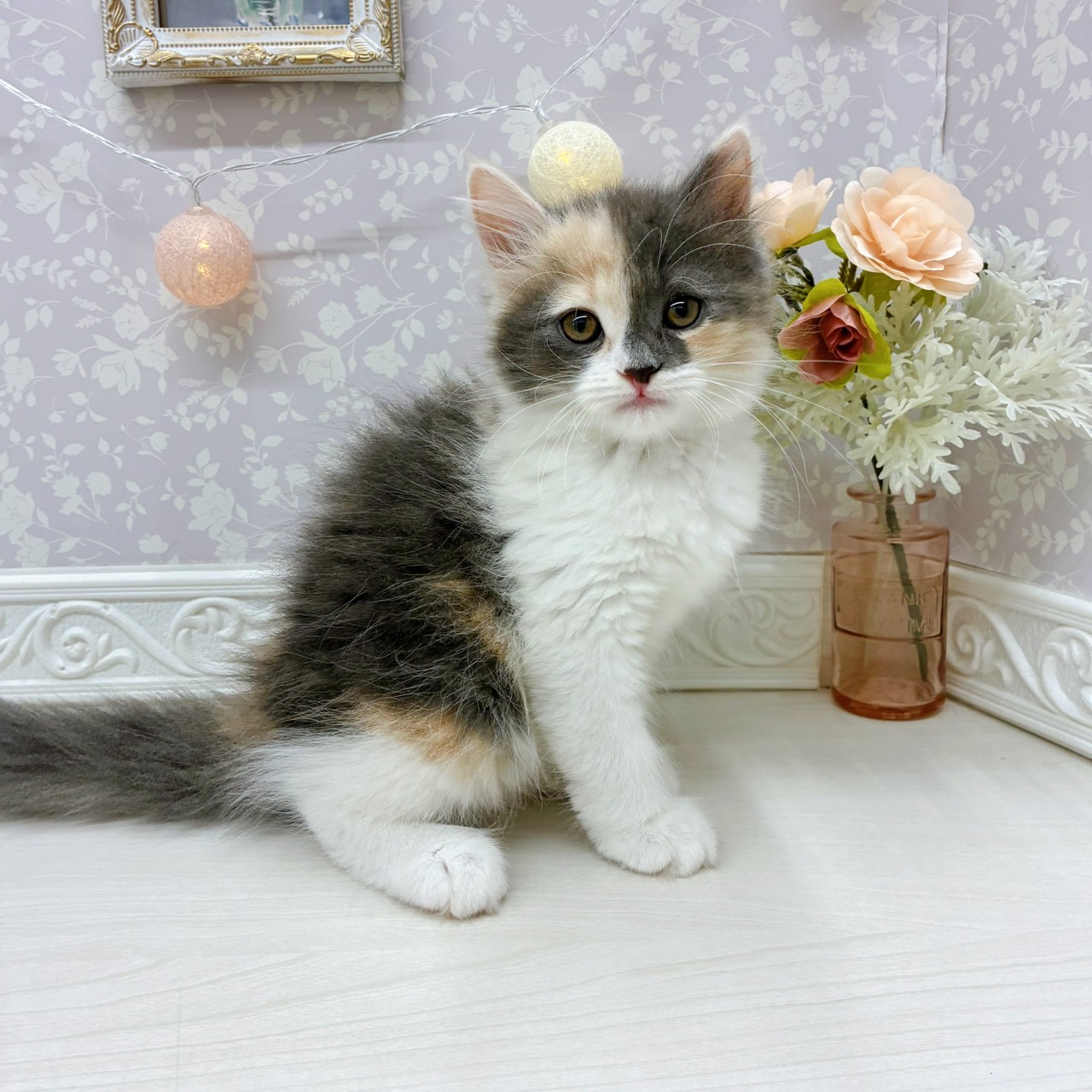 富山県のサイベリアン (犬の家&猫の里アミーゴ山室店/2025年8月27日生まれ/女の子/ブルーパッチドタビーホワイト)の子猫の1枚目の画像