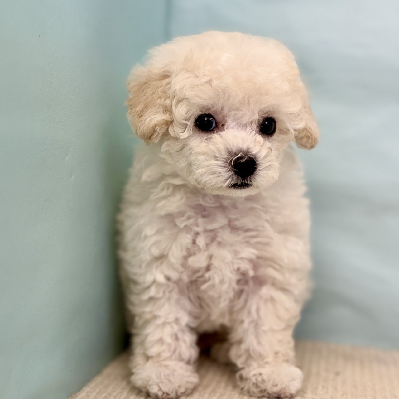 愛知県のトイプードル(トイ) (犬の家＆猫の里春日井本店/2025年8月27日生まれ/男の子/ホワイト)の子犬の2枚目の画像