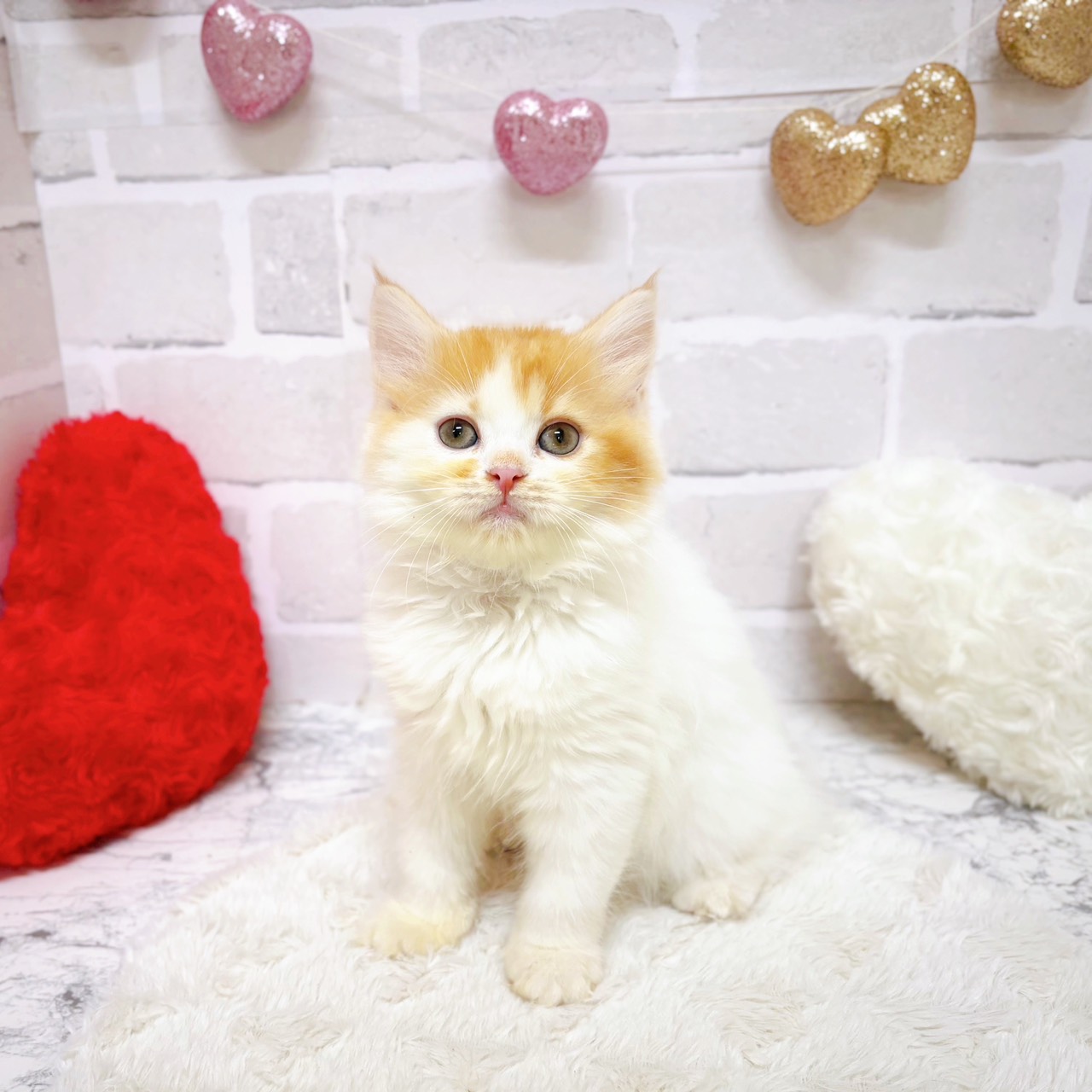 京都府のスコティッシュフォールド (犬の家＆猫の里京都精華店/2025年8月28日生まれ/女の子/レッドタビーホワイト)の子猫の1枚目の画像