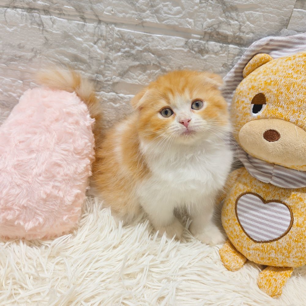 愛知県のスコティッシュフォールド (犬の家＆猫の里MiO香久山店/2025年8月28日生まれ/男の子/レッドタビーホワイト)の子猫の1枚目の画像