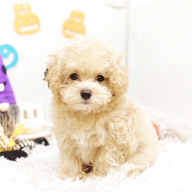 静岡県のマルプー(マルチーズ×プードル) (犬の家＆猫の里藤枝店/2025年8月28日生まれ/男の子/アプリコット)の子犬の2枚目の画像