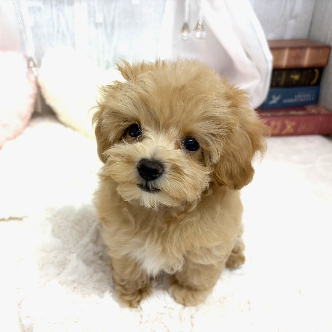 神奈川県のマルプー(マルチーズ×プードル) (犬の家＆猫の里相模原店/2025年8月28日生まれ/女の子/アプリコット)の子犬の2枚目の画像