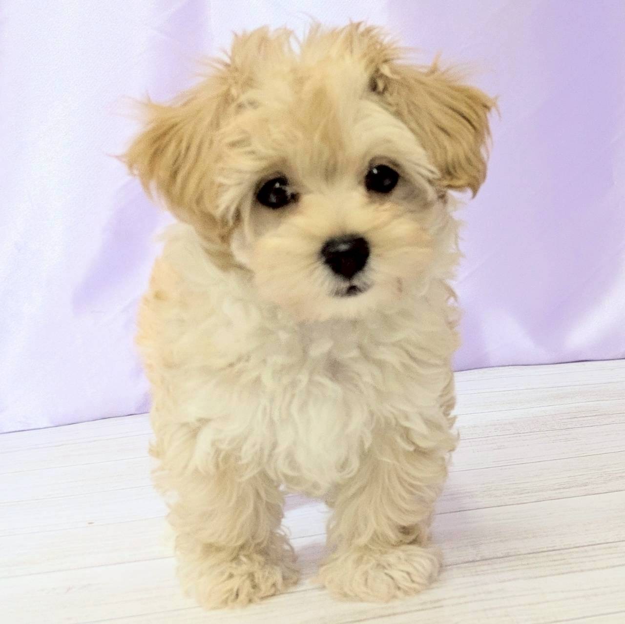 兵庫県のマルプー(マルチーズ×プードル) (犬の家＆猫の里尼崎店/2025年8月30日生まれ/男の子/アプリコット)の子犬の2枚目の画像
