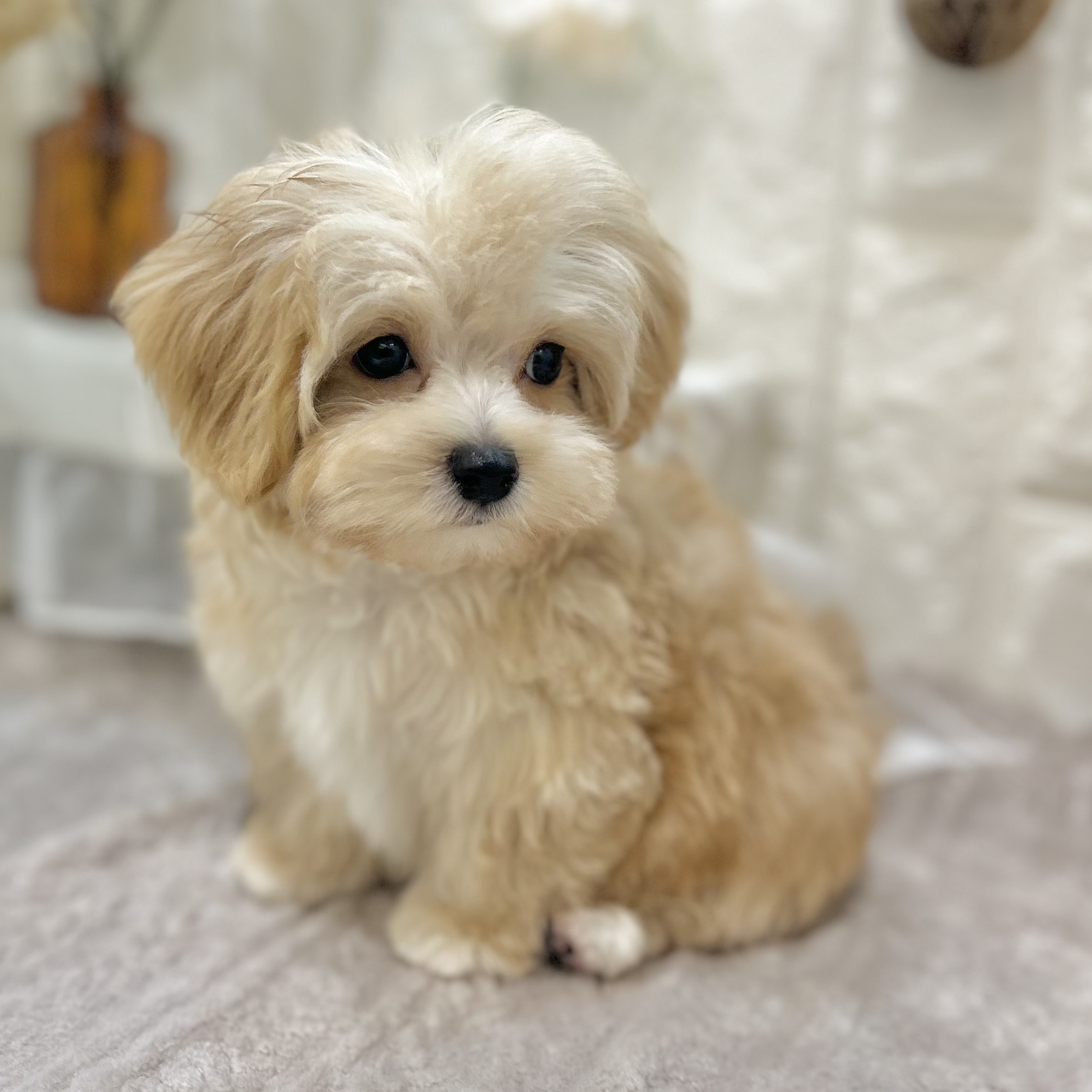 岡山県のマルプー(マルチーズ×プードル) (犬の家＆猫の里倉敷店/2025年8月30日生まれ/男の子/アプリコット)の子犬の2枚目の画像