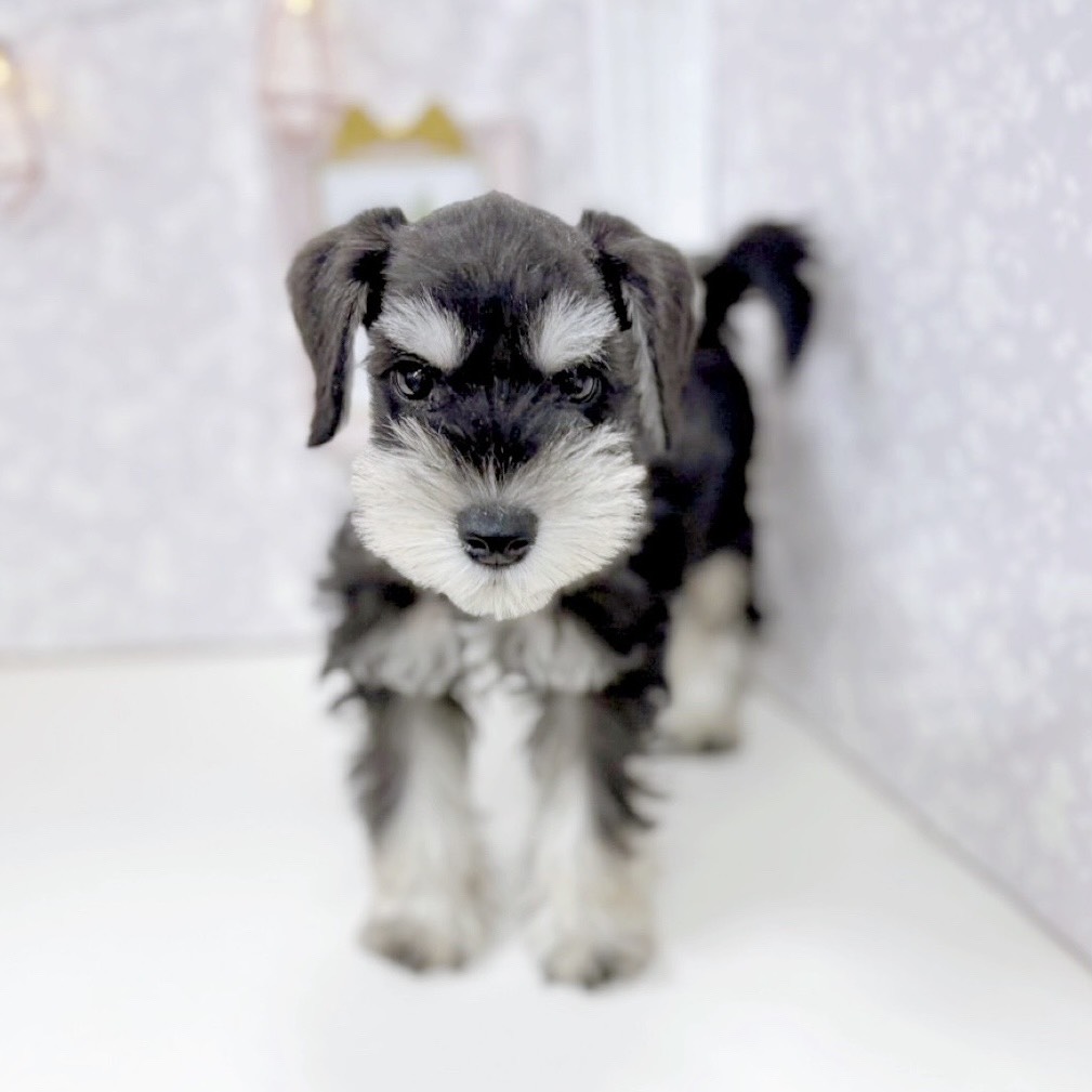 富山県のミニチュアシュナウザー (犬の家＆猫の里アミーゴ高岡蓮花寺店/2025年8月30日生まれ/男の子/ブラックシルバー)の子犬の2枚目の画像