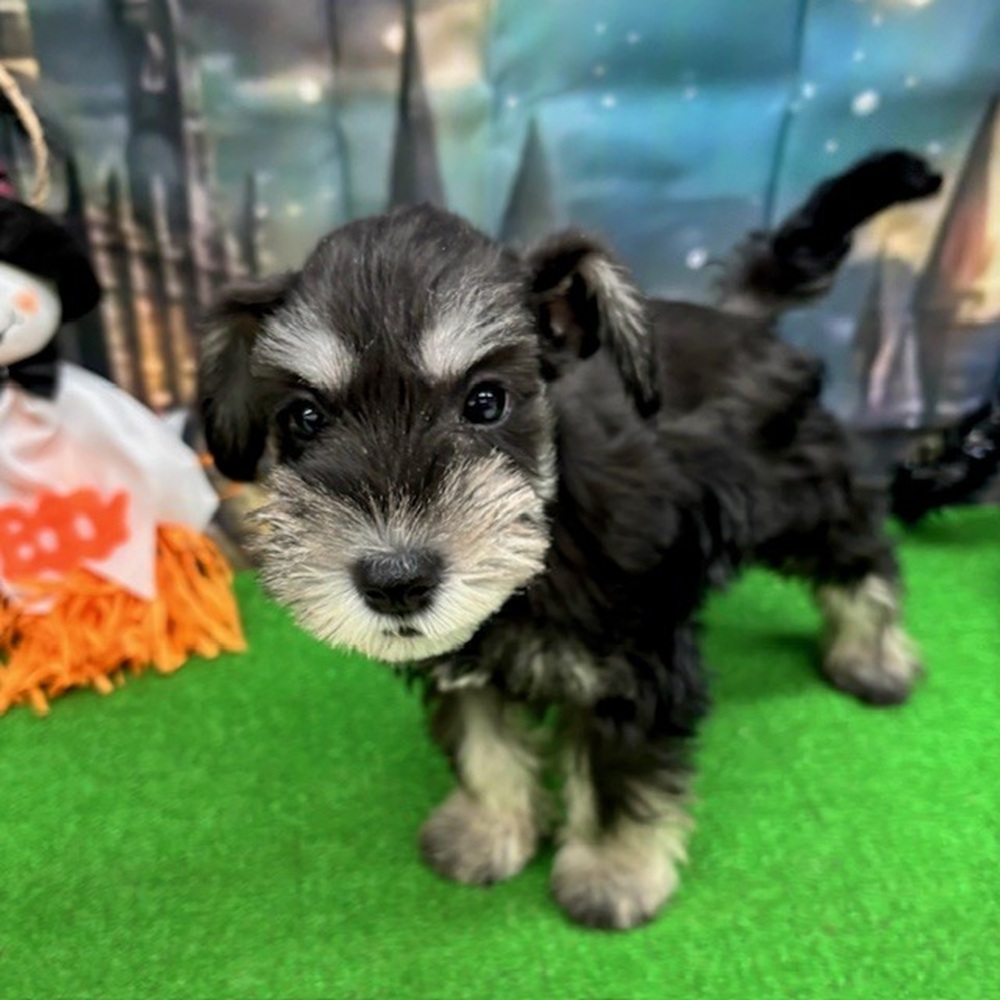 愛知県のミニチュアシュナウザー (犬の家&猫の里名古屋天白店/2025年8月30日生まれ/女の子/ブラックシルバー)の子犬の2枚目の画像