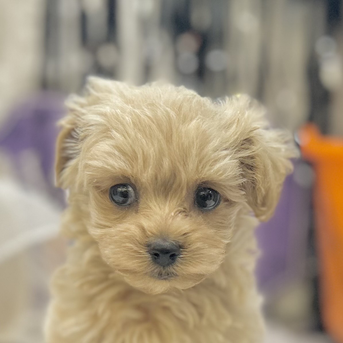 岡山県のマルプー(マルチーズ×プードル) (犬の家＆猫の里倉敷店/2025年8月30日生まれ/女の子/アプリコット)の子犬の1枚目の画像