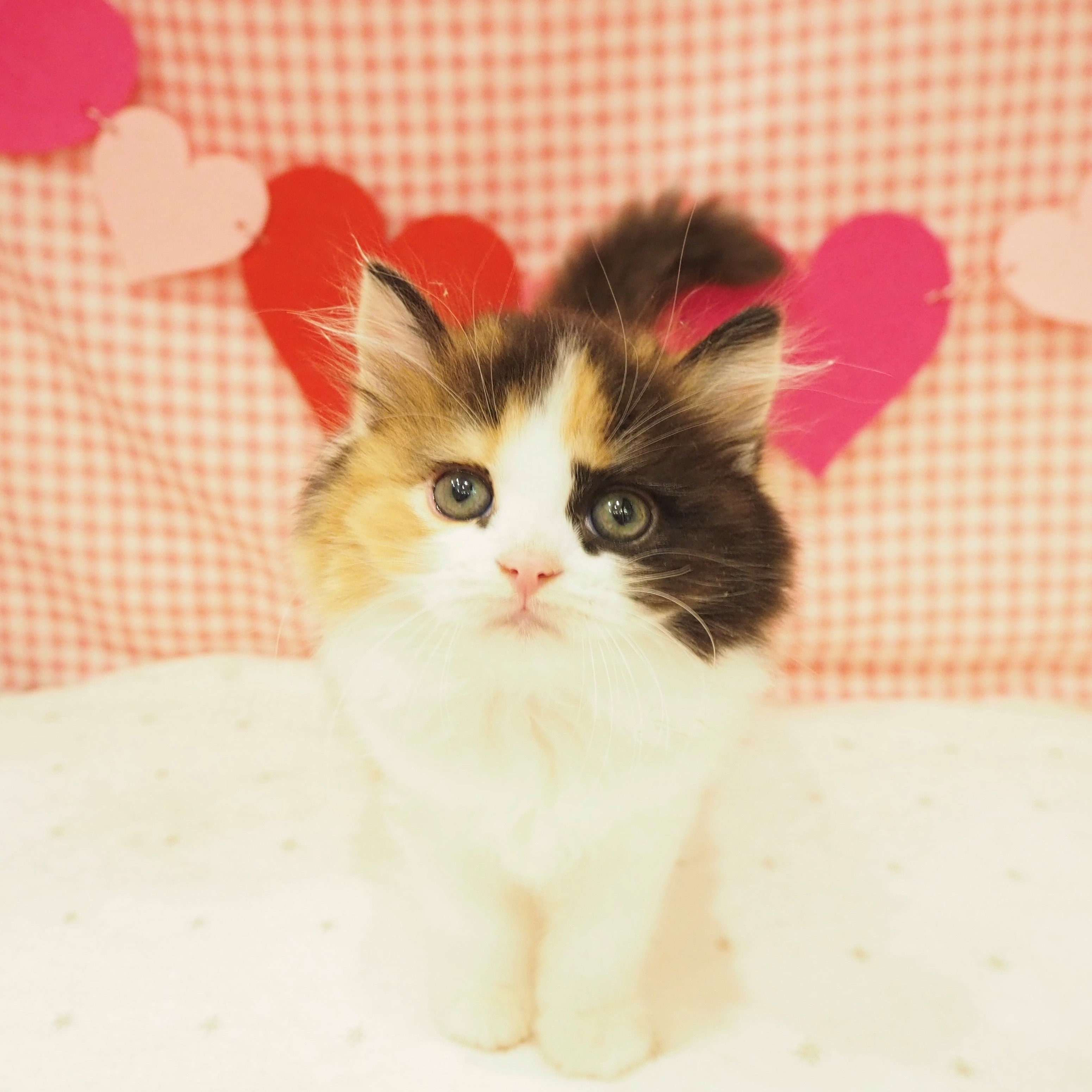 大阪府のスコティッシュストレート (犬の家&猫の里もりのみやキューズモールBASE店/2025年8月30日生まれ/女の子/ブラウンパッチドタビーホワイト)の子猫