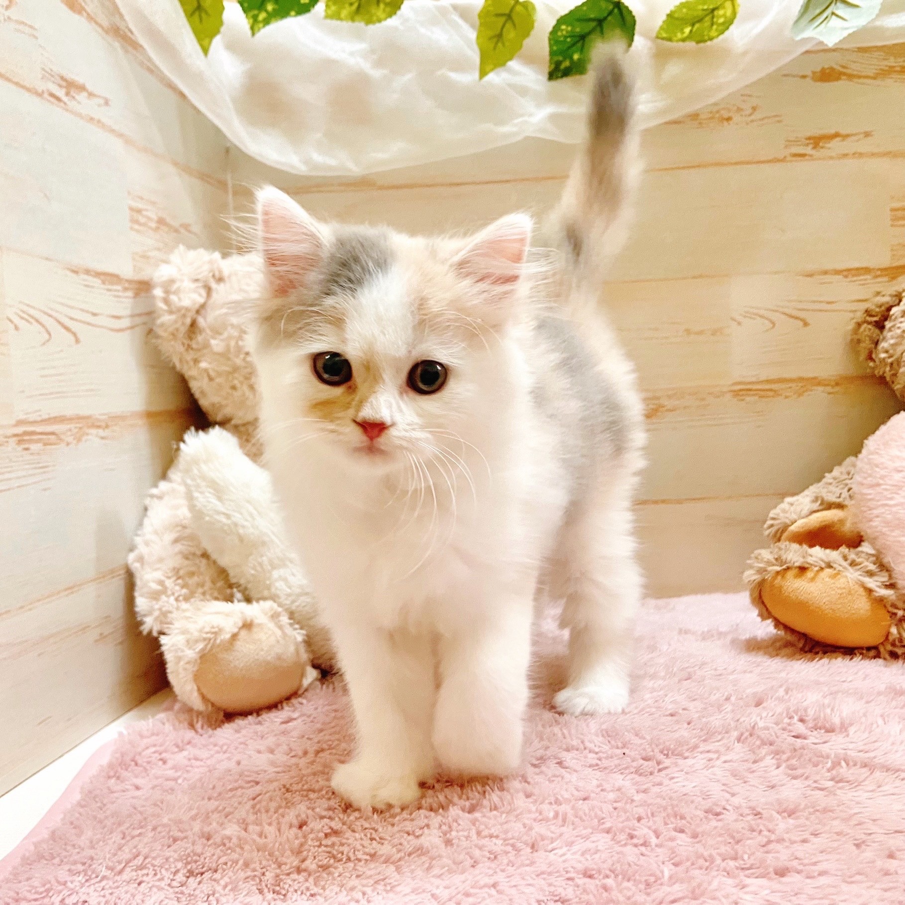 兵庫県のスコティッシュストレート (犬の家&猫の里神戸店/2025年8月31日生まれ/女の子/ブルーパッチドタビーホワイト)の子猫の2枚目の画像