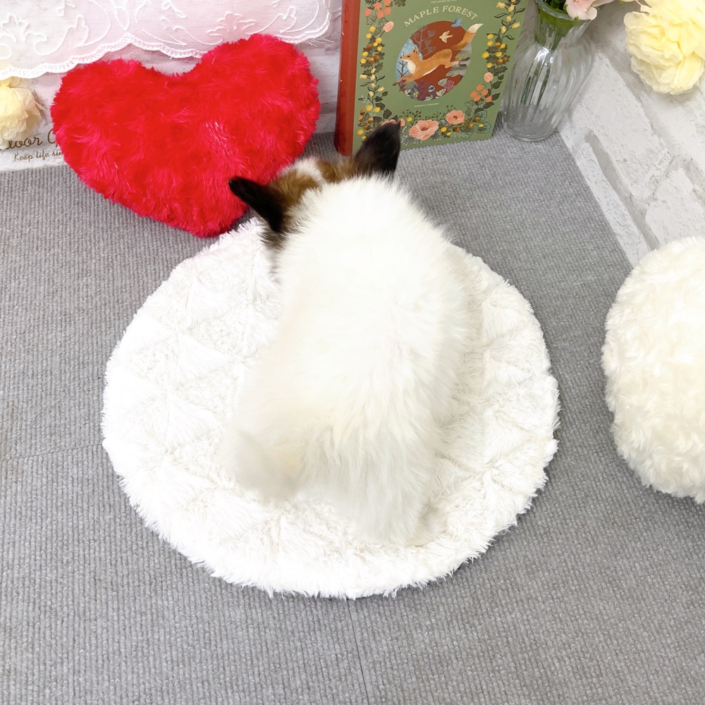 京都府のパピヨン (犬の家＆猫の里京都樟葉店/2025年8月31日生まれ/男の子/ホワイトブラウン)の子犬の2枚目の画像