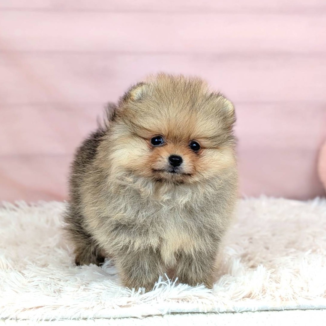 兵庫県のポメラニアン (犬の家&猫の里川西店/2025年8月30日生まれ/女の子/オレンジセーブル)の子犬の1枚目の画像