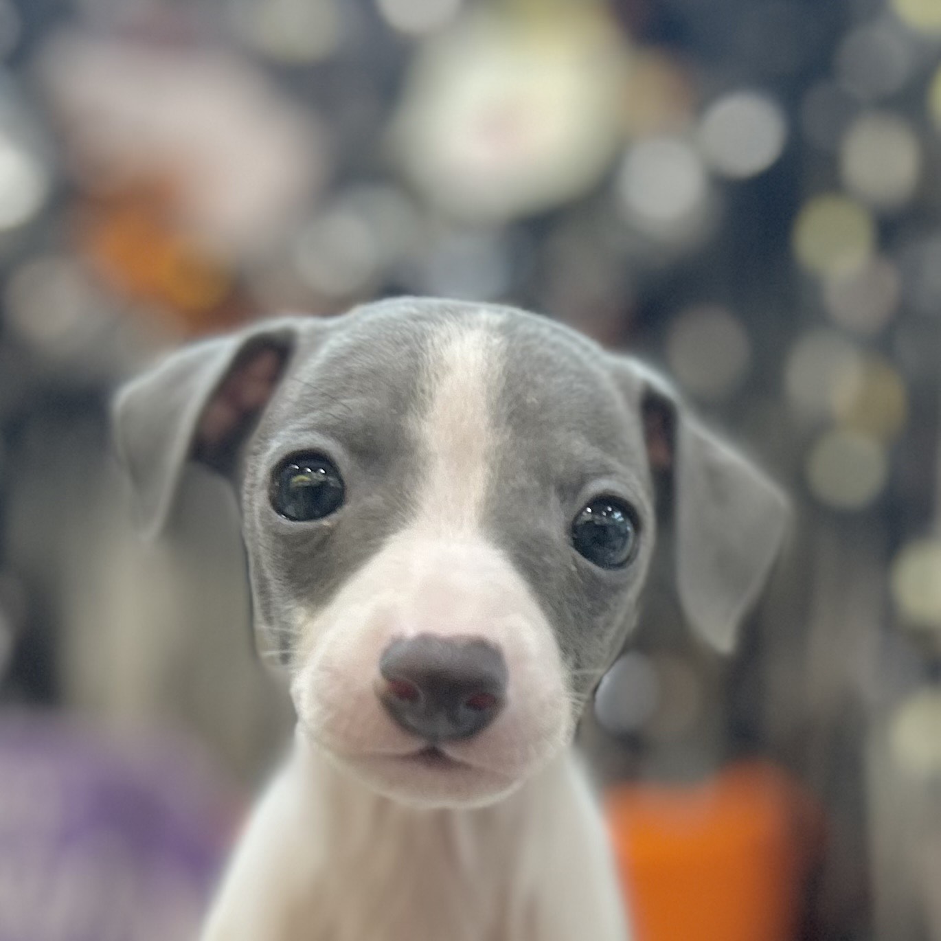 岡山県のイタリアングレーハウンド (犬の家＆猫の里倉敷店/2025年8月31日生まれ/男の子/ブルーホワイト)の子犬の1枚目の画像