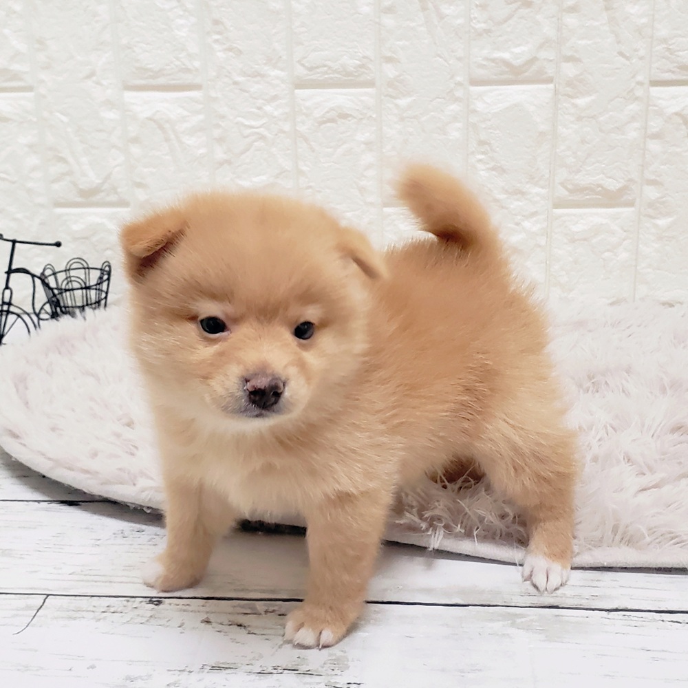 岡山県のポメ柴/豆ポメ/ポメ豆柴(ポメラニアン×柴犬) (犬の家＆猫の里岡山店/2025年8月31日生まれ/男の子/赤)の子犬の2枚目の画像