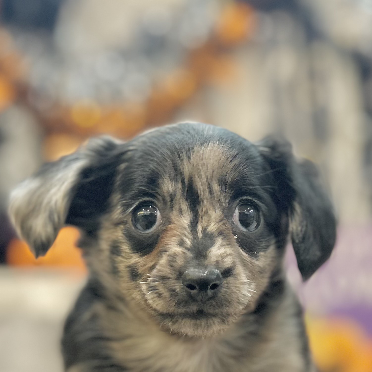 岡山県のチワックス(チワワ×ダックス) (犬の家＆猫の里倉敷店/2025年8月30日生まれ/女の子/シルバーダップル)の子犬の1枚目の画像