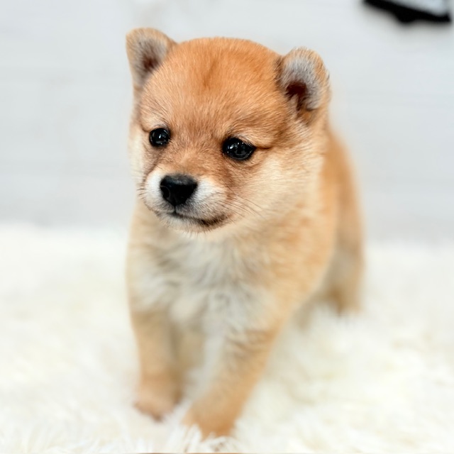 愛知県のポメ柴/豆ポメ/ポメ豆柴(ポメラニアン×柴犬) (犬の家&猫の里豊田店/2025年8月30日生まれ/男の子/オレンジ)の子犬の2枚目の画像