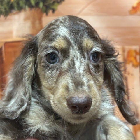 福岡県のミニチュアダックスフンド(ロング) (犬の家＆猫の里トリアス久山店/2025年8月30日生まれ/男の子/チョコレートダップル)の子犬の1枚目の画像