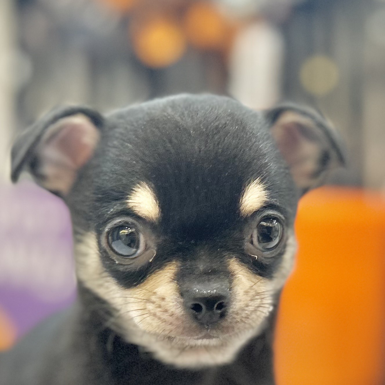 岡山県のチワワ(スムース) (犬の家＆猫の里倉敷店/2025年8月31日生まれ/男の子/ブラックタン)の子犬の1枚目の画像