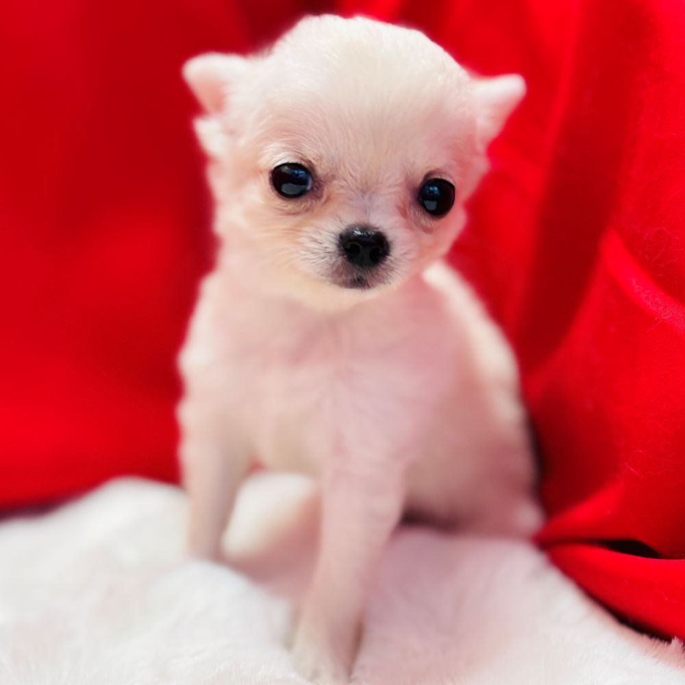 愛知県のチワワ(ロング) (犬の家＆猫の里愛知刈谷店/2025年8月31日生まれ/女の子/クリーム)の子犬の2枚目の画像