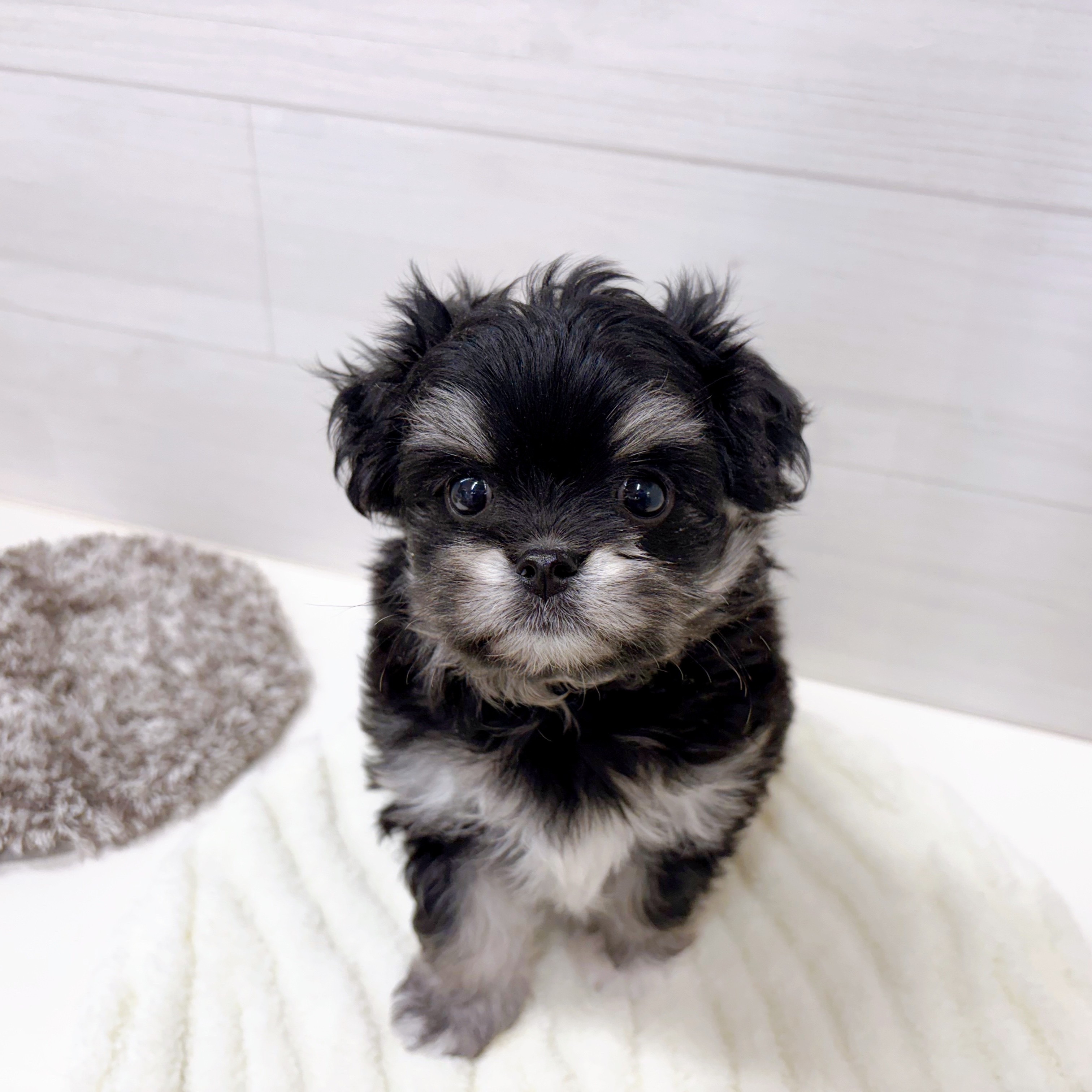 石川県のチワマル/マルチワ(チワワ×マルチーズ) (犬の家＆猫の里アミーゴ金沢おこばた店/2025年8月25日生まれ/女の子/ブラッククリーム)の子犬の2枚目の画像
