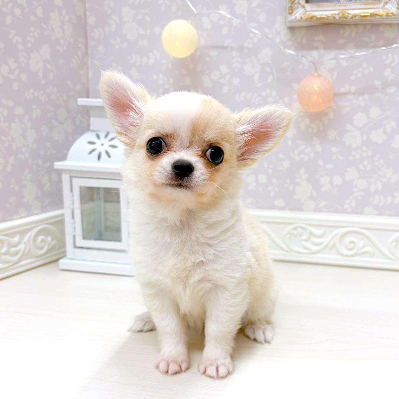 富山県のチワワ(ロング) (犬の家＆猫の里アミーゴ山室店/2025年8月30日生まれ/女の子/クリームホワイト)の子犬の1枚目の画像